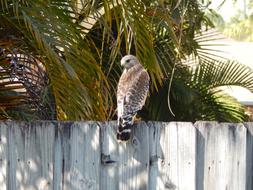 wood Fence Bird