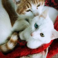 white cat with multicolored eyes