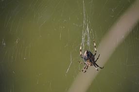 small color Spider Insect