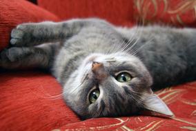 relaxed cat lies on the couch