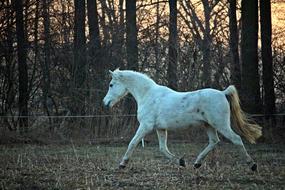 Mold Horse Trot Thoroughbred