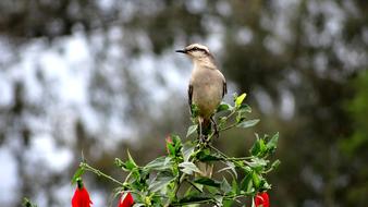 bird on a flowering bush close-up on a blurred background