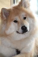 Portrait of the cute and beautiful, ginger and white, fluffy dog, in light