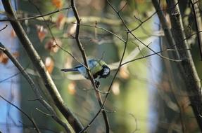 Titus Is A Small Songbird