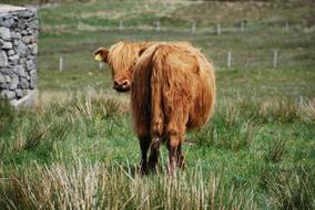 Cow Hairy