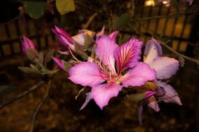 Magenta Flower Unam Nature Flowers