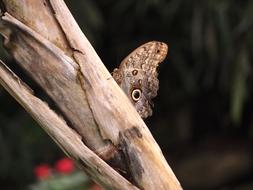 brown butterfly disguises on a tree