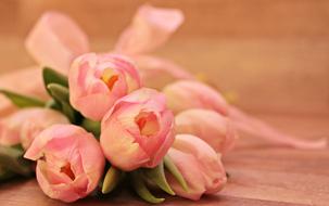 closeup view of buds of pink Tulips Flowers