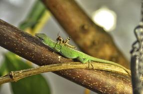 Anolis Carolinensis Carolina Anole