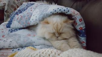 white persian kitten sleeping under the covers