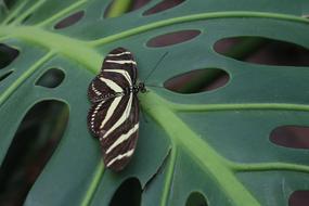 tropical zebra butterfly on green leaf