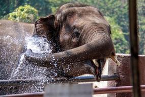 Chiangmai Elephant