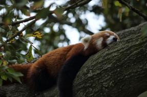 portrait of Red Panda sleep on tree