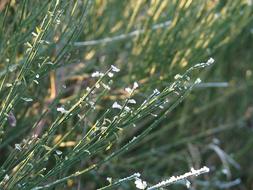 Grass Ice