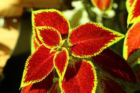 unusual tropical flowers