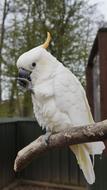 Parrot Bird Animal white