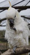 Beautiful and cute, white parrot on the branch in the zoo