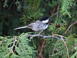 Chickadee Bird on tree