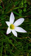 Herbs Bloomer