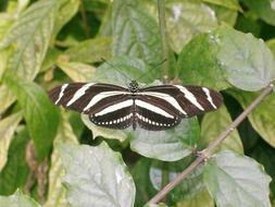 colorful Butterfly Insect in Garden