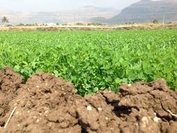 Farm Soil