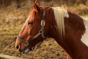 incredibly charming Horse Brown Head
