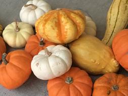 Fall Harvest