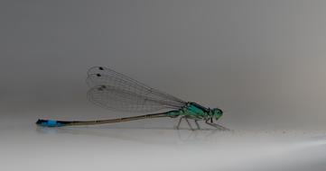 blue-green dragonfly on gray background