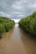 Mangrove Forest Water Recreation