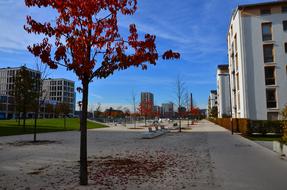 Contrast City and tree