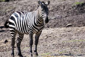 Zoo Zebra black white