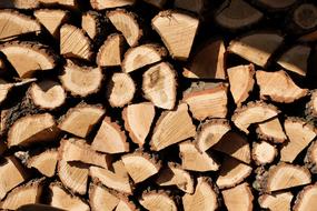 Wood Tree Autumn background