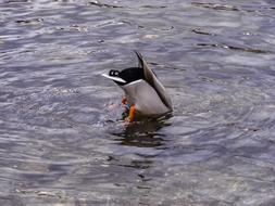 Duck Drake Pond