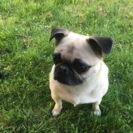 Pug Fawn In Grass Young