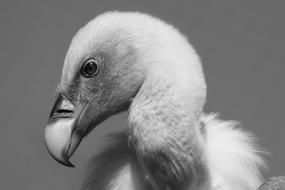 Vulture Bird Predator black and white