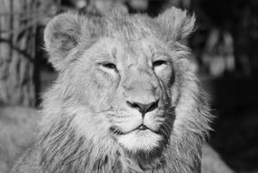 Lion Animal Predator face black and white