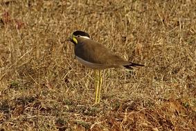 Bird Yellow-Wattled Lapwing