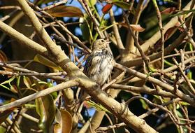 Bird Pipit on a tree on a sunny day