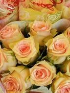 Rose Flowers Pink Flower