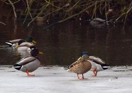 Frozen Pond Ducks Water Bird