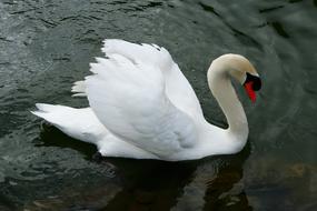 Swan Garden Water pond