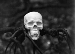human Skull on Tree, Halloween decoration, blur background