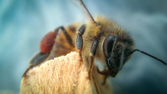 Bee Animal