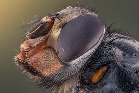 macro photo of insect natural head