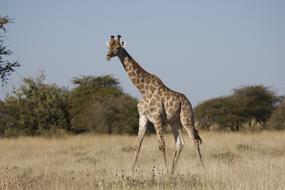 Giraffe Wild After South