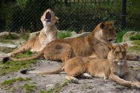 lions sleeping on rocks at the zoo