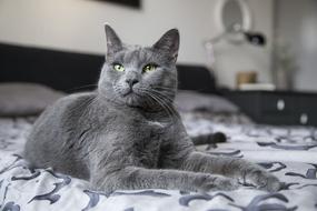 portrait of grey Kitty on bed