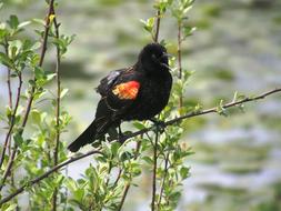 black bird with an orange wing on a bush branch