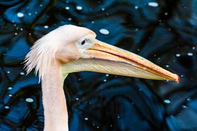 pink Water bird face