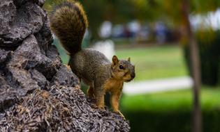 Park Tree Balboa squirrel